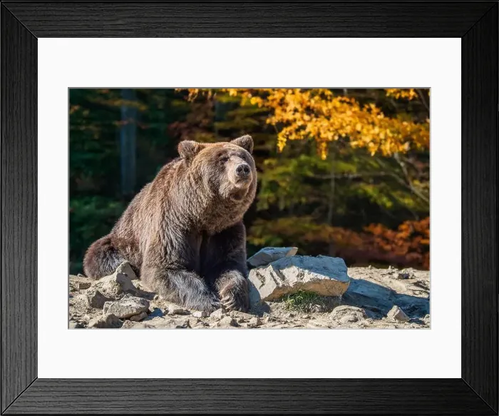 Framed Print : 2yk6a46 Framed Print : 2yk6a46