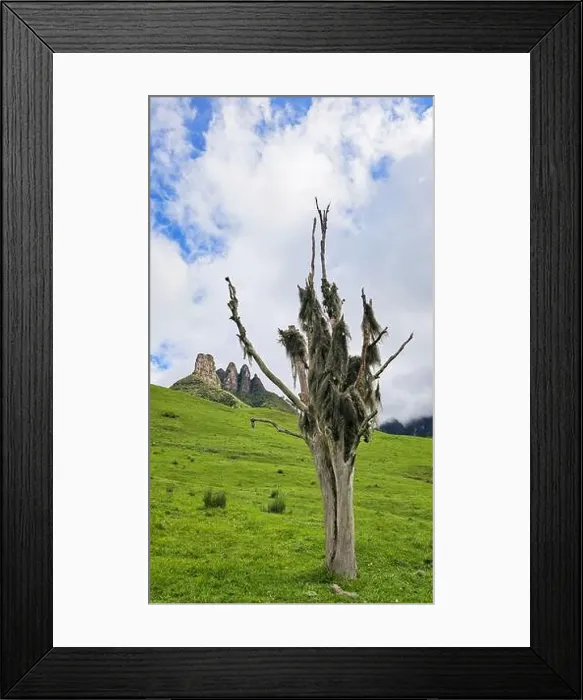 Framed Print : 2ynf5m6 Framed Print : 2ynf5m6