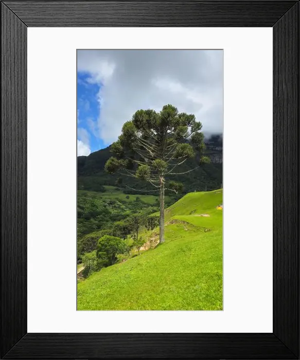 Framed Print : 2ynf5m7 Framed Print : 2ynf5m7