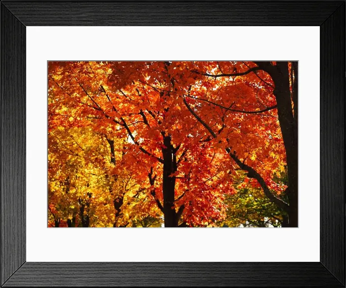 Framed Print : 2ynjbp0 Framed Print : 2ynjbp0
