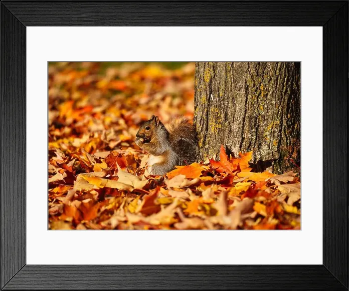 Framed Print : 2ynjbp1 Framed Print : 2ynjbp1