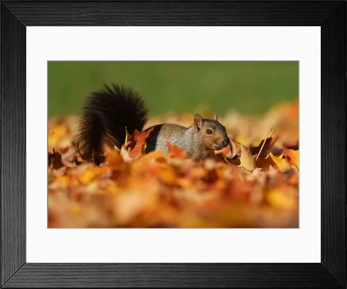 Framed Print : 2ynjbp3 Framed Print : 2ynjbp3