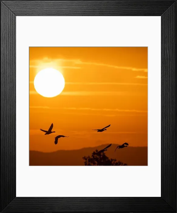 Framed Print : 2ynkj0h Framed Print : 2ynkj0h