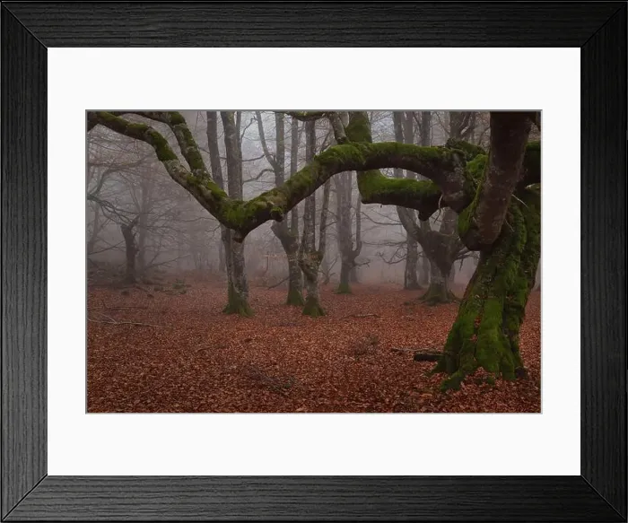 Framed Print : 2ynw95d Framed Print : 2ynw95d