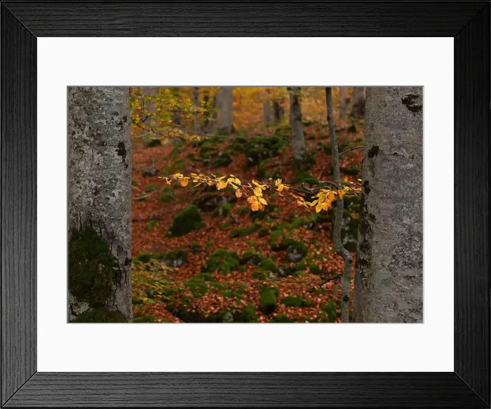 Framed Print : 2ynw9tm Framed Print : 2ynw9tm