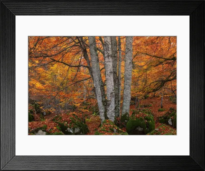 Framed Print : 2ynwa0j Framed Print : 2ynwa0j
