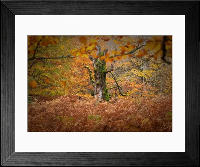 Framed Print : 2ynwa57 Framed Print : 2ynwa57