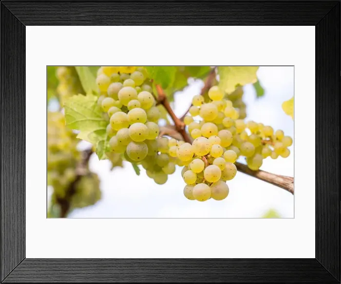Framed Print : 2yp4n79 Framed Print : 2yp4n79