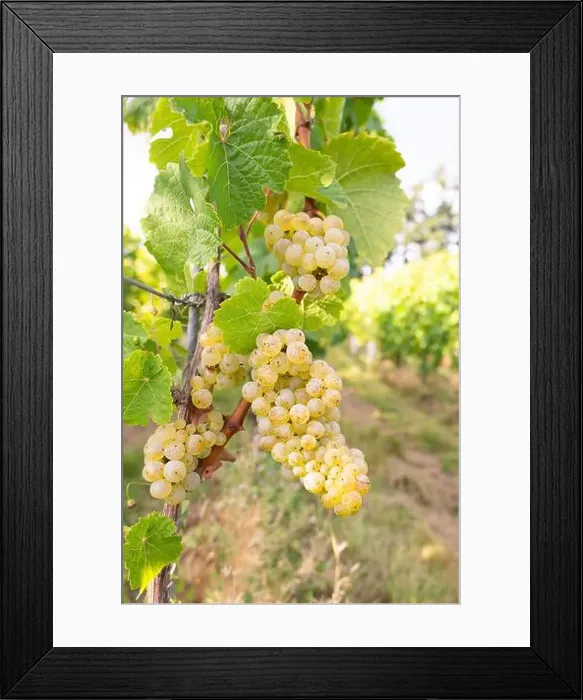Framed Print : 2yp4nhm Framed Print : 2yp4nhm