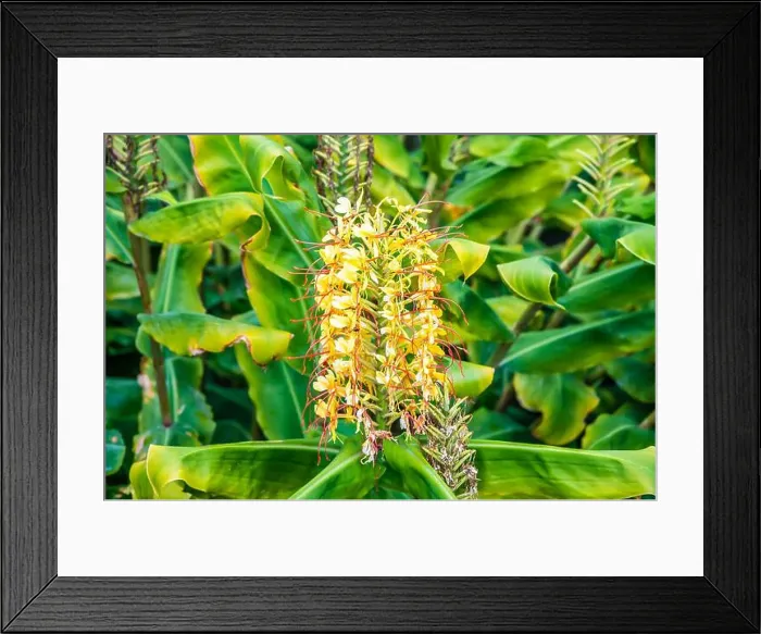 Framed Print : 2yp5ccj