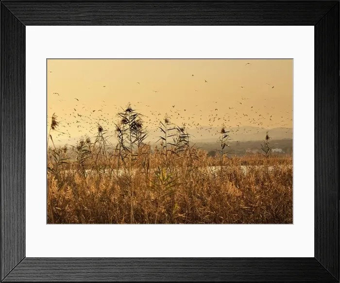 Framed Print : 2yprpex Framed Print : 2yprpex