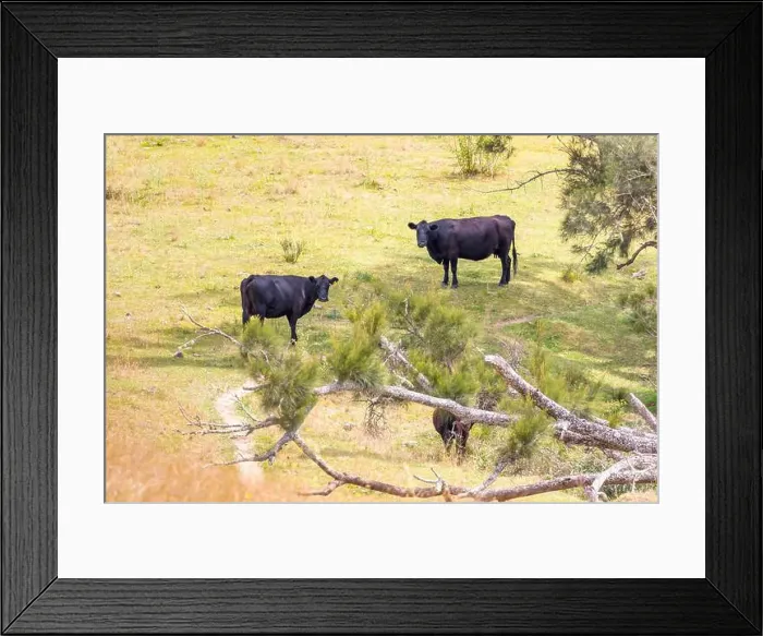 Framed Print : 2yr3b9w Framed Print : 2yr3b9w