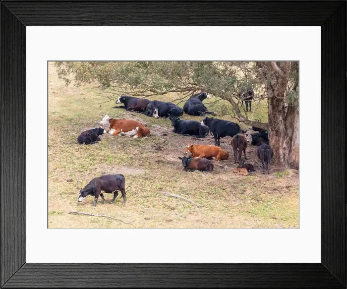 Framed Print : 2yr3ba1 Framed Print : 2yr3ba1