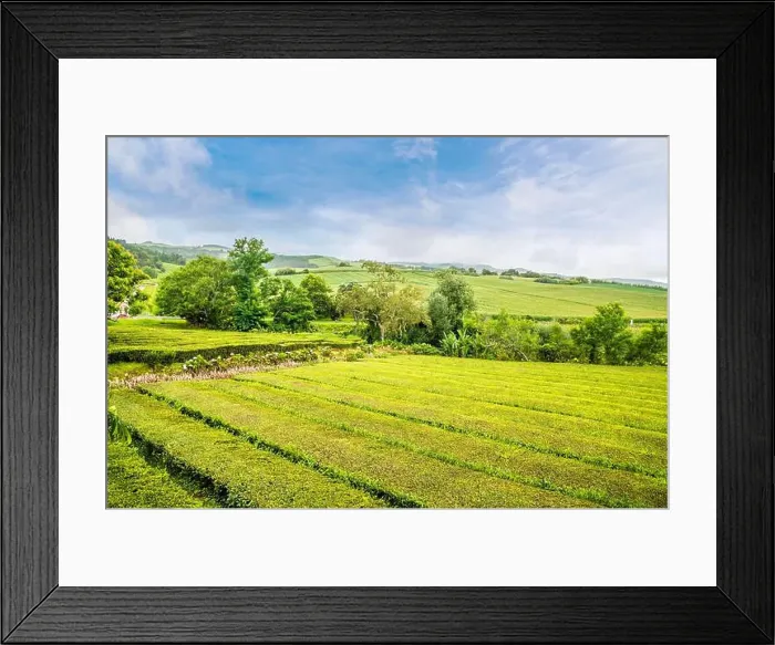Framed Print : 2yr4j04 Framed Print : 2yr4j04