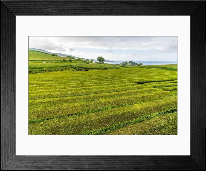 Framed Print : 2yr4j17 Framed Print : 2yr4j17