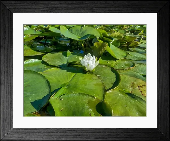 Framed Print : 2yrb9j2 Framed Print : 2yrb9j2