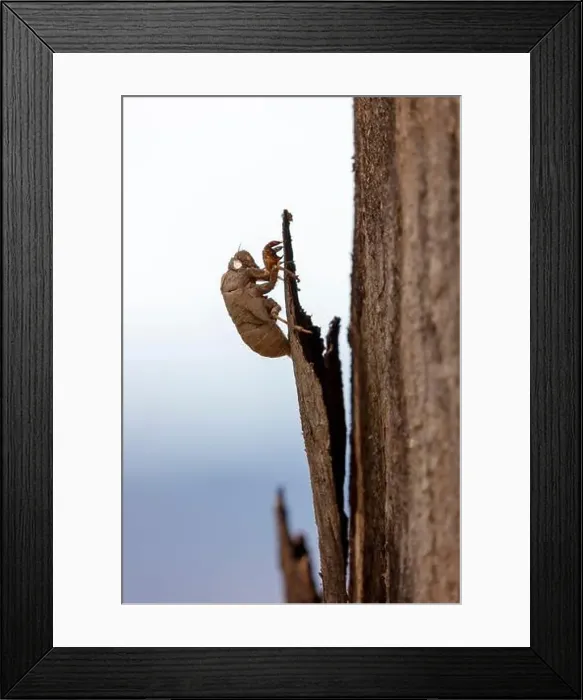 Framed Print : 2yrbt3y Framed Print : 2yrbt3y