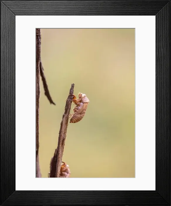 Framed Print : 2yrbt43 Framed Print : 2yrbt43