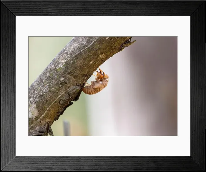 Framed Print : 2yrbt48 Framed Print : 2yrbt48