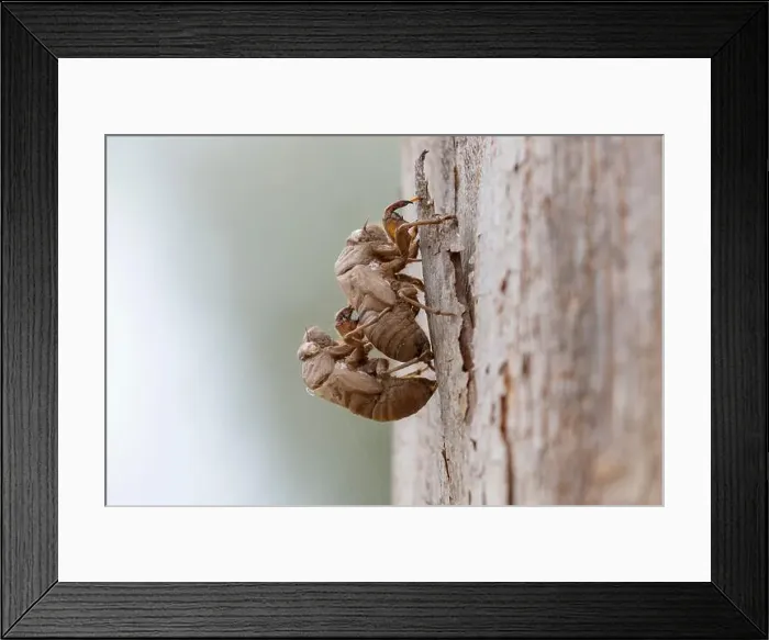 Framed Print : 2yrbt4c Framed Print : 2yrbt4c