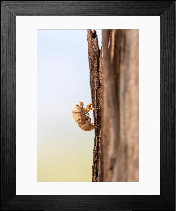 Framed Print : 2yrbt4d Framed Print : 2yrbt4d