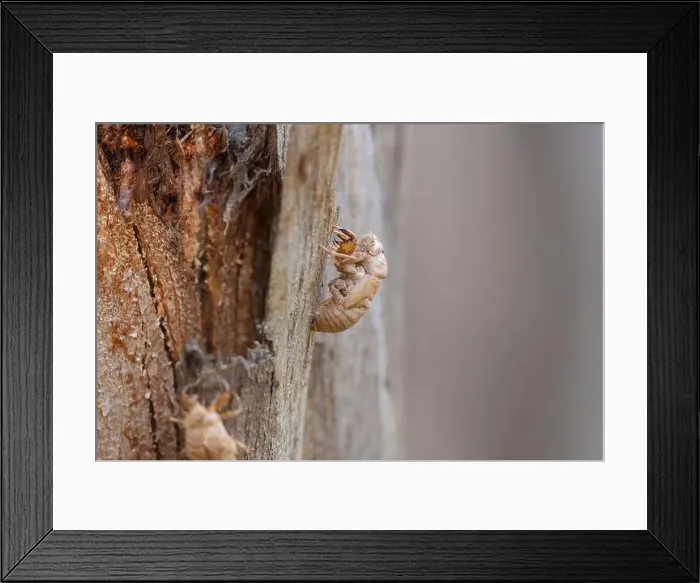 Framed Print : 2yrbt7y Framed Print : 2yrbt7y