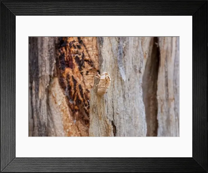 Framed Print : 2yrbt88 Framed Print : 2yrbt88