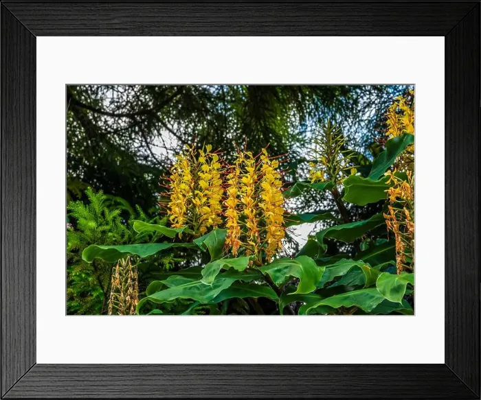 Framed Print : 2yrmce5 Framed Print : 2yrmce5