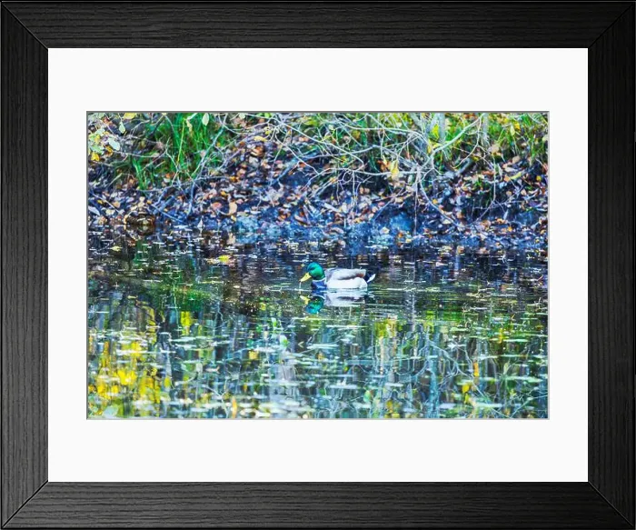 Framed Print : 2yrnr89 Framed Print : 2yrnr89
