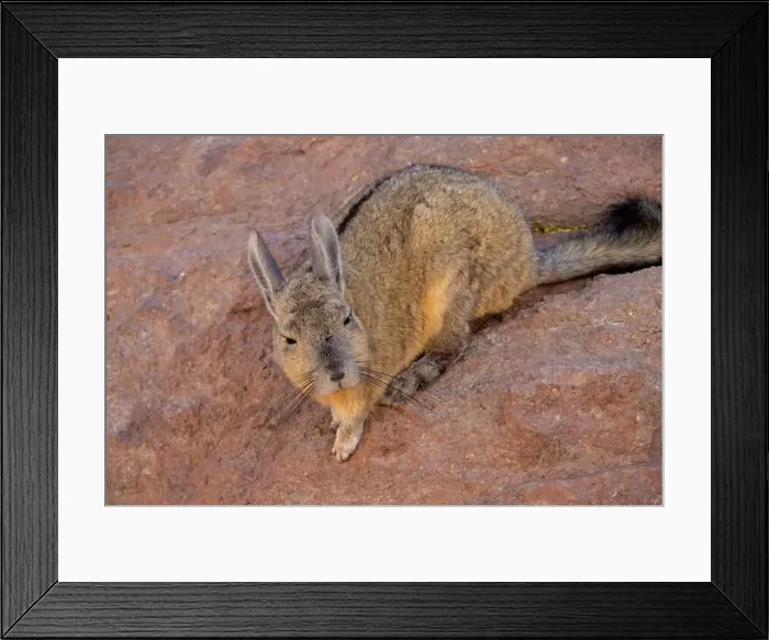 Framed Print : 2yrrjhf Framed Print : 2yrrjhf