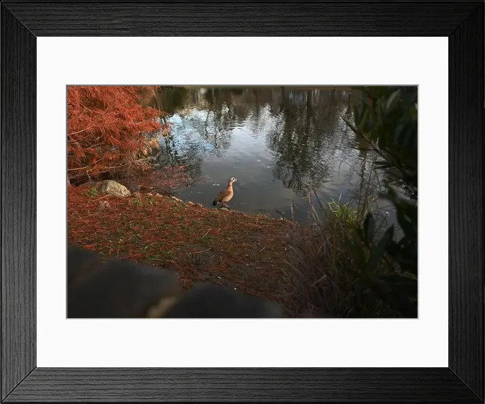 Framed Print : 2yryxx5 Framed Print : 2yryxx5