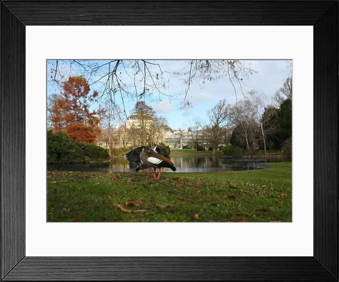 Framed Print : 2yryy6w Framed Print : 2yryy6w