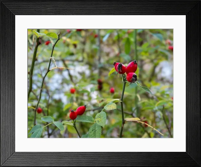 Framed Print : 2yt2fd3 Framed Print : 2yt2fd3