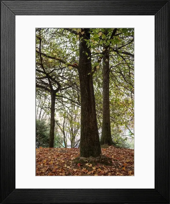 Framed Print : 2yt6x6f Framed Print : 2yt6x6f