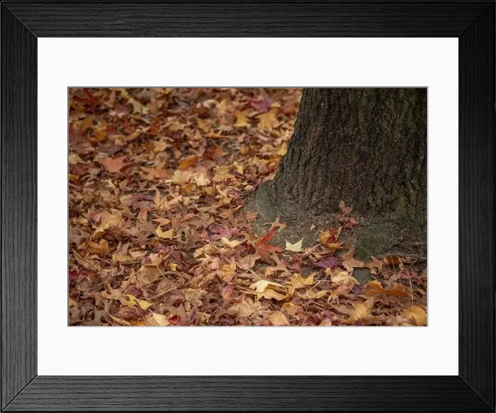 Framed Print : 2yt6xp6 Framed Print : 2yt6xp6