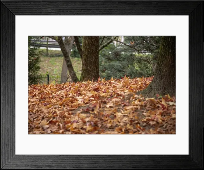 Framed Print : 2yt6xph Framed Print : 2yt6xph