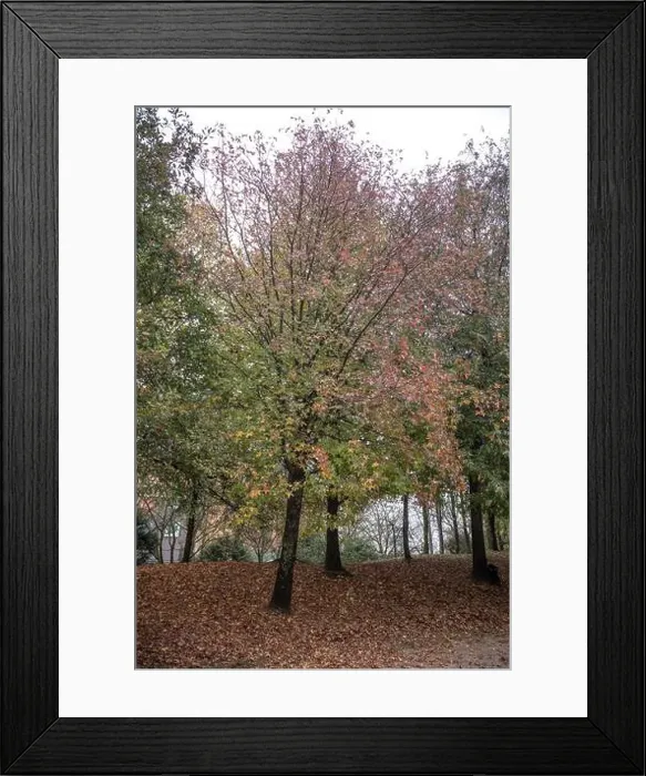 Framed Print : 2yt6xt4 Framed Print : 2yt6xt4