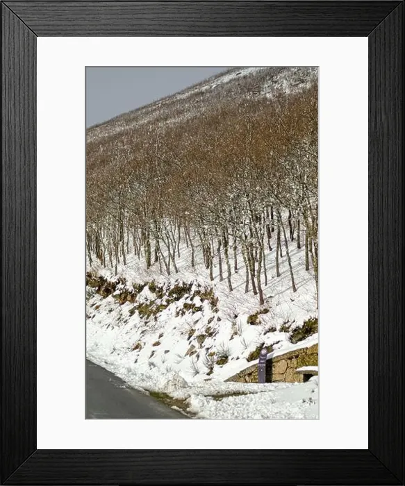 Framed Print : 2yt80wx Framed Print : 2yt80wx