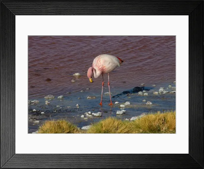 Framed Print : 2yt82kk Framed Print : 2yt82kk
