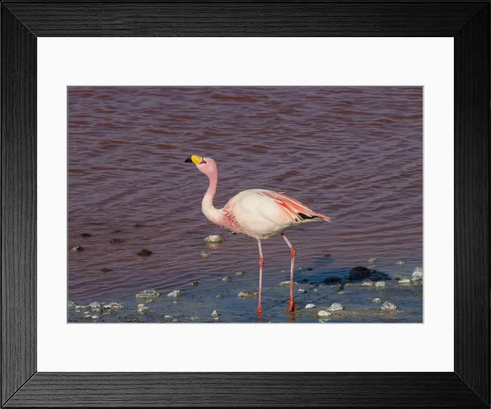 Framed Print : 2yt82mx Framed Print : 2yt82mx