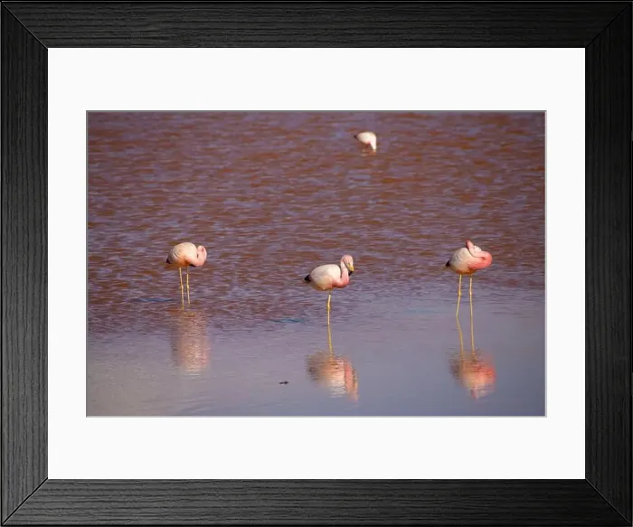 Framed Print : 2yt82wd Framed Print : 2yt82wd
