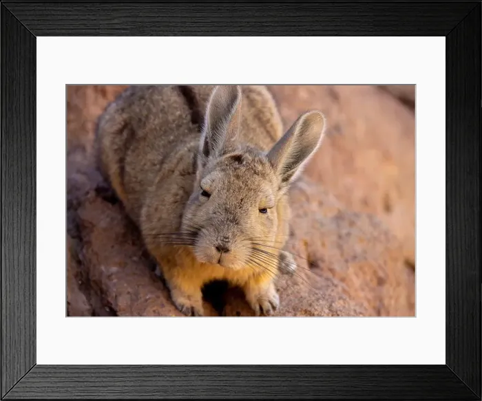 Framed Print : 2yt8387 Framed Print : 2yt8387