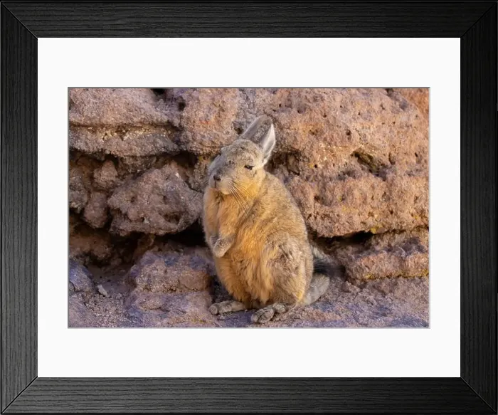 Framed Print : 2yt83a4