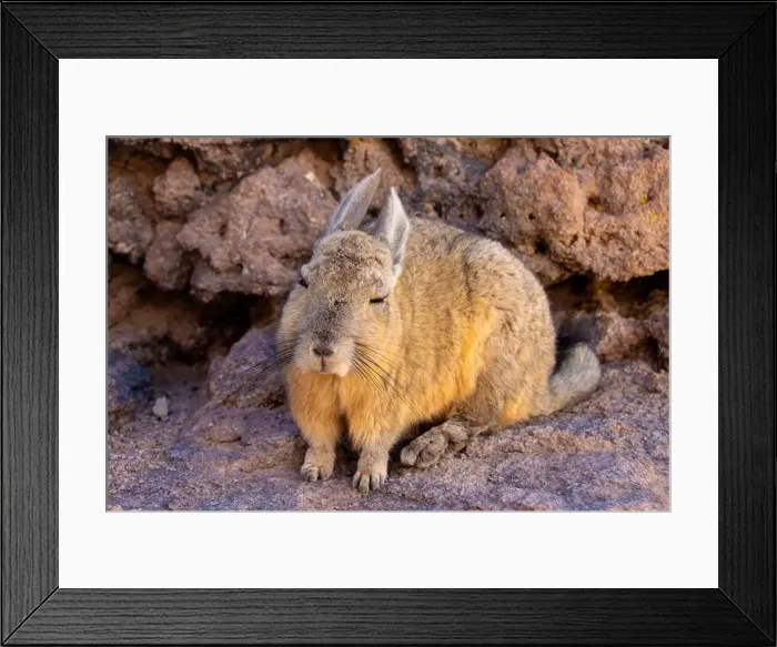 Framed Print : 2yt83e0 Framed Print : 2yt83e0