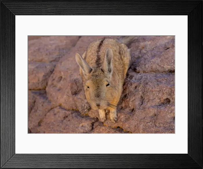 Framed Print : 2yt83gt