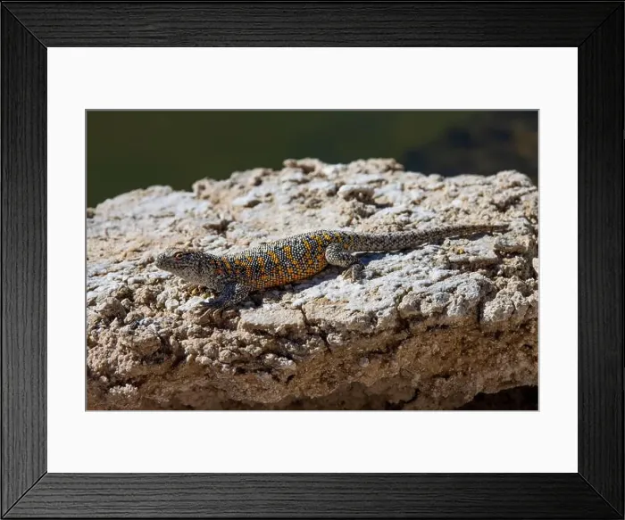 Framed Print : 2yt8m2h Framed Print : 2yt8m2h
