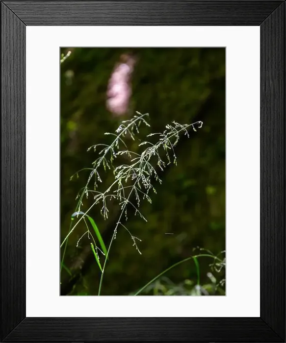 Framed Print : 2ytd93x Framed Print : 2ytd93x