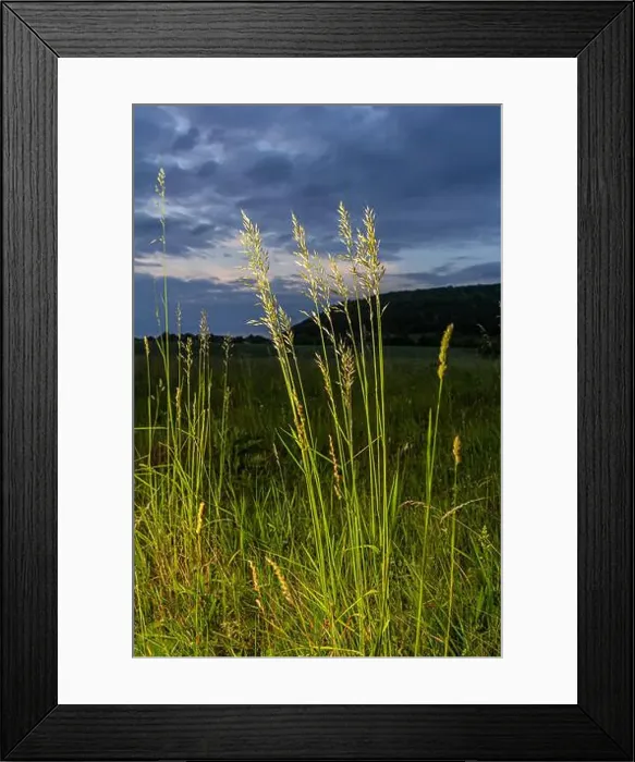 Framed Print : 2ytd96w Framed Print : 2ytd96w