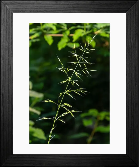 Framed Print : 2ytd971 Framed Print : 2ytd971