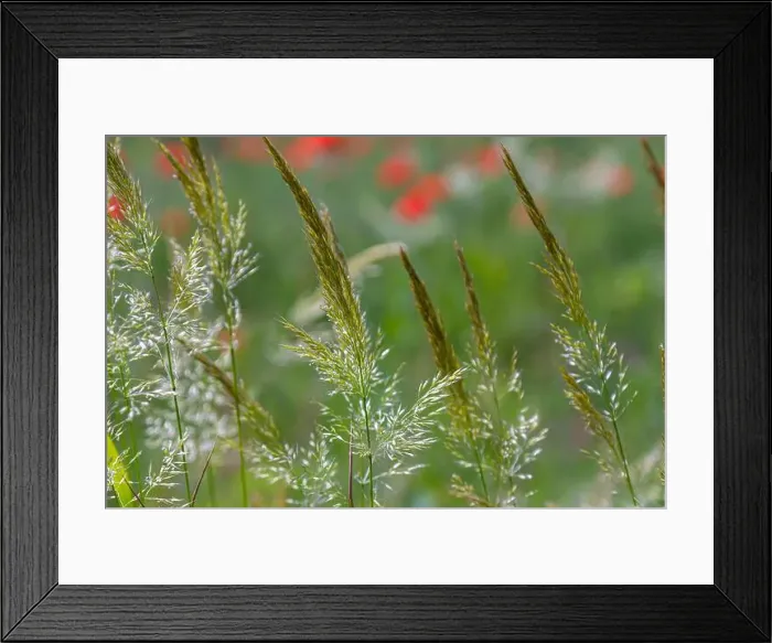 Framed Print : 2ytda36 Framed Print : 2ytda36